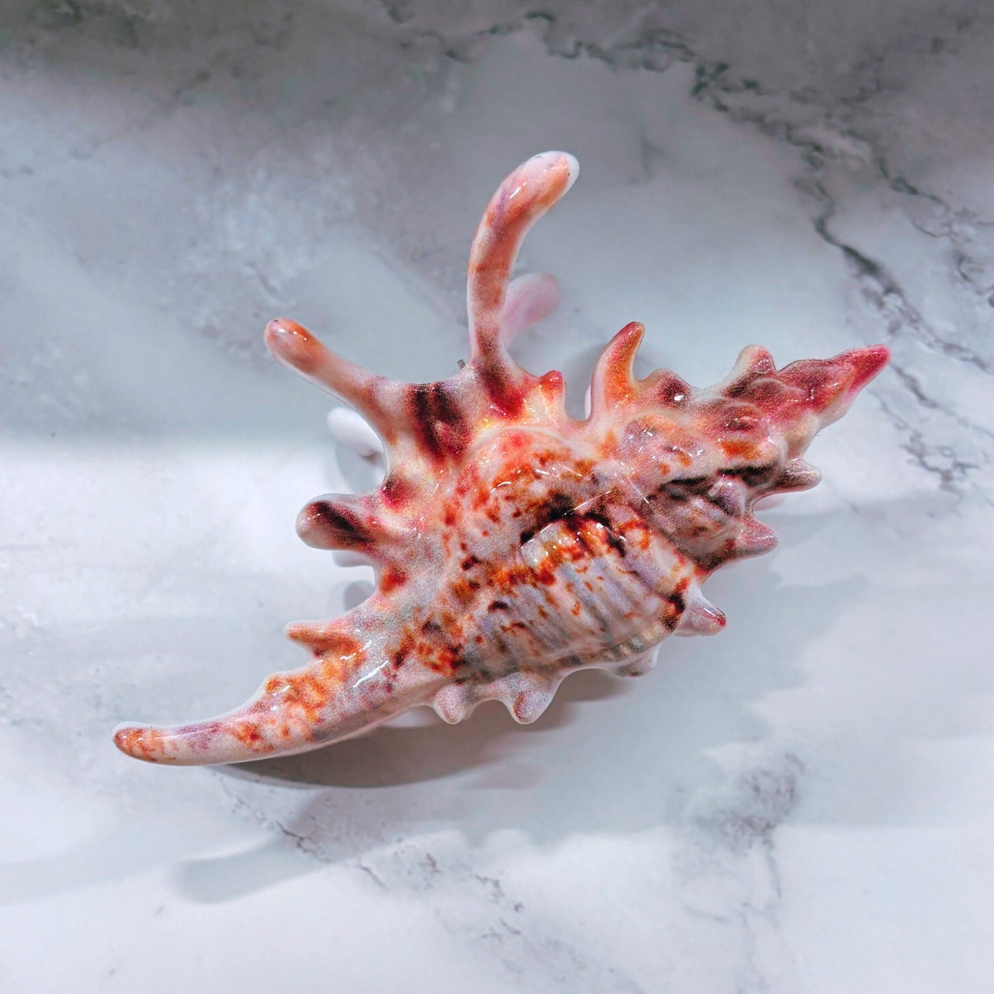 Velvet Claws Realistic Conch Shell Hair Claw in Natural Brown and White
