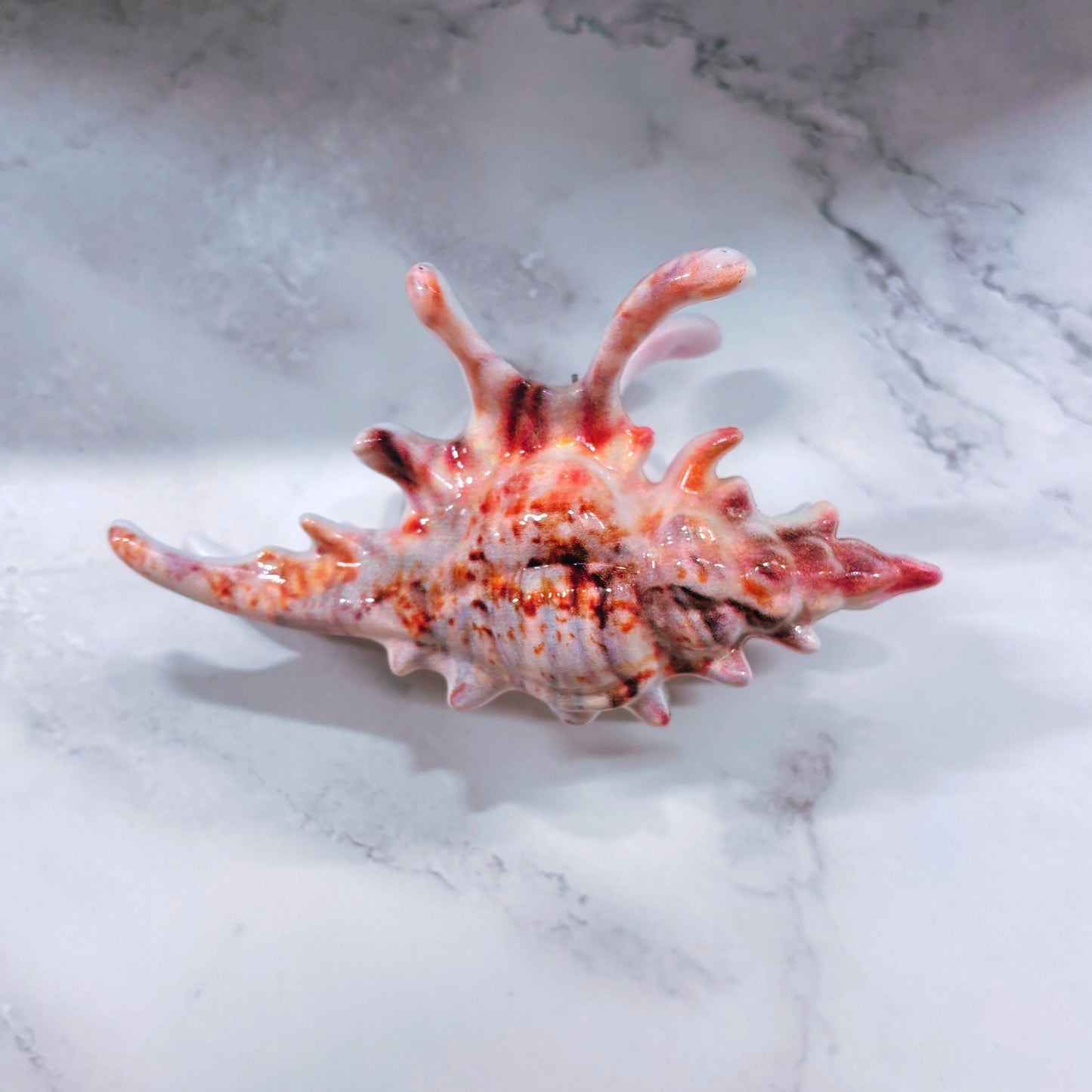 Velvet Claws Realistic Conch Shell Hair Claw in Natural Brown and White